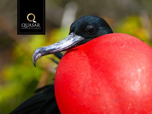 Magnificent Frigatebirds