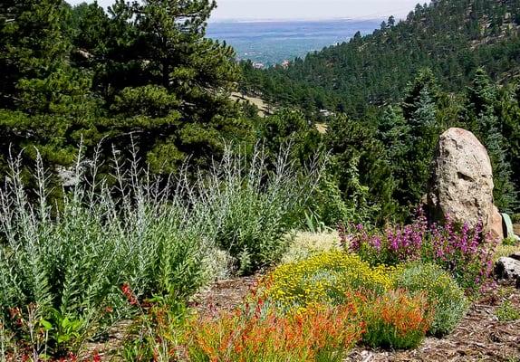 Mountain meadow landscape with native perennials and views of Boulder.