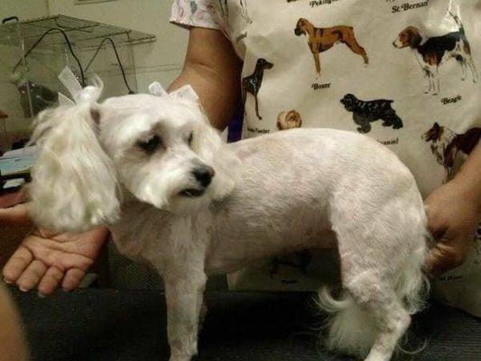 Maltese summer cut short blended head