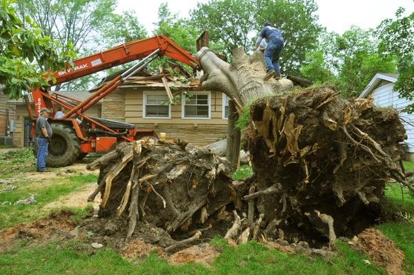 Top Tree Service Newark