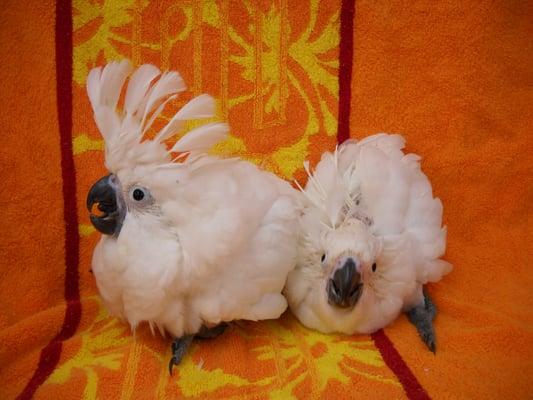 Two Umbrella Cockatoos that we handfeed in 2012