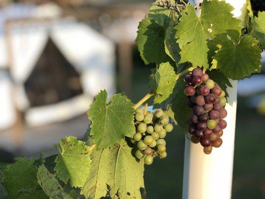 We visited in late July or early August. The grapes on the vines were beautiful!  That's a tent in the background.