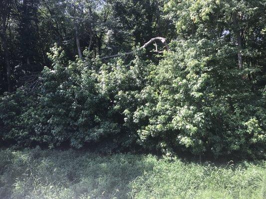 Over-grown bio-retention area that has never been maintained. Broken, dead trees behind it