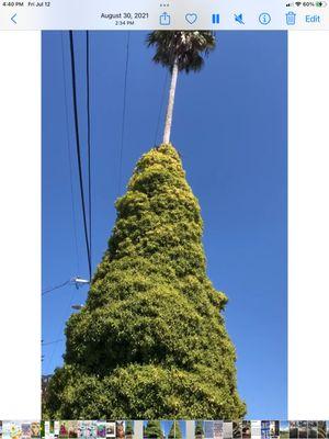 60 ft palm tree with heavy ivy around it