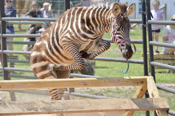 Zorro the Zebra Show