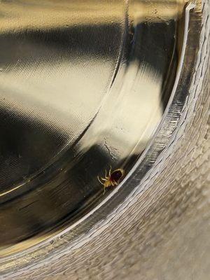 Bed bug that was found on bed