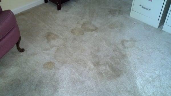 Residential carpet with pet stains (before).