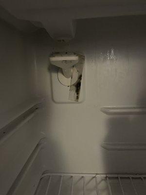 Black mold inside the refrigerator