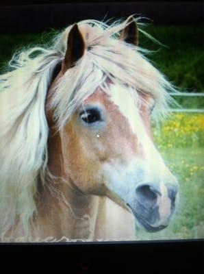 Messenger, Brookside's  Haflinger stallion