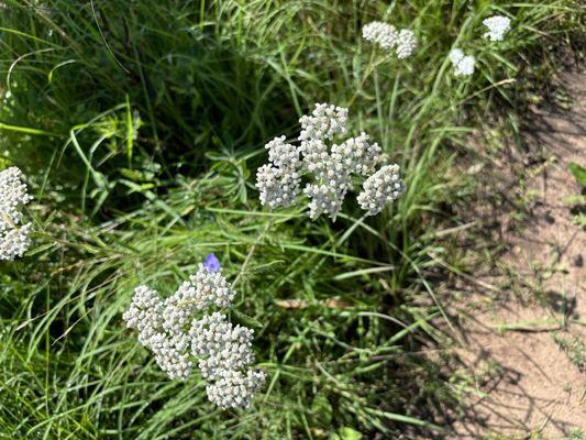 Prairie flowers