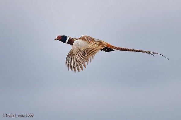 Ring-neck pheasants