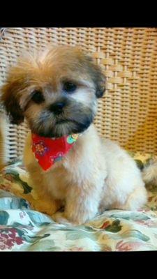 I just got my very first haircut at Honey Lane Pet Services! Mommy says I'm SO Handsome!!!