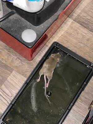 Rat still alive after being caught on a sticky pad. 1/3 rats caught