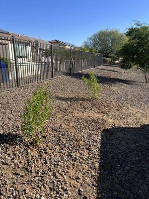 Planting trees