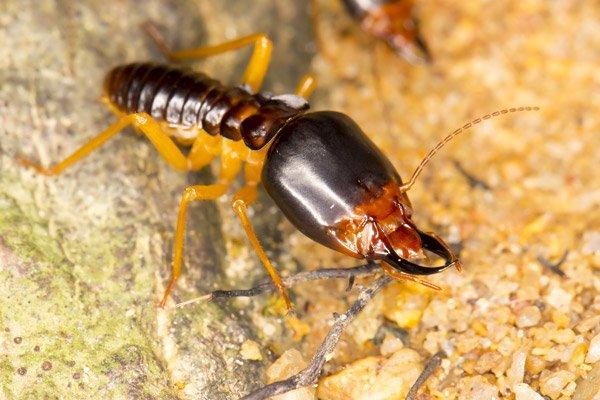 termite