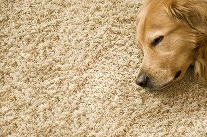 A1 Carpet Cleaning