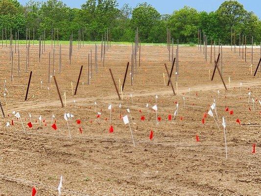 The beginnings of our vineyard