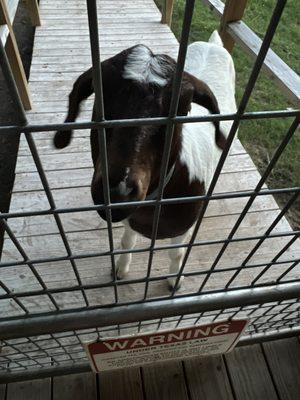 Tater Tot, the sweet goat