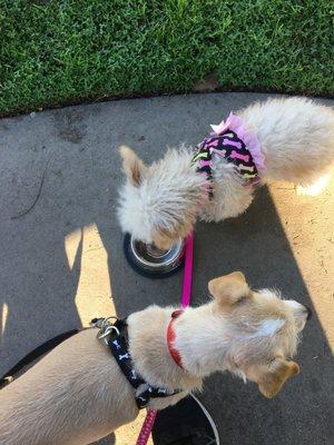 Water break for the doggos