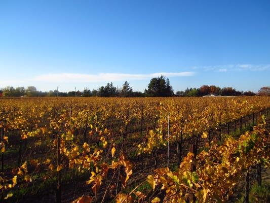 Fall Sebastopol vineyard