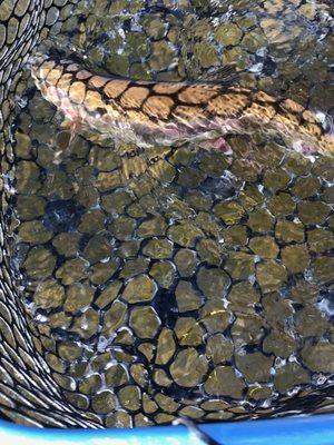 Trout caught swinging a streamer.