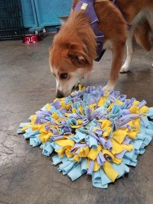 Nose work for beginners via the snuffle mat!