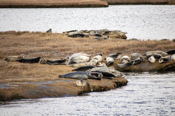 Long Island Harbor Seals sunning on the marshes.