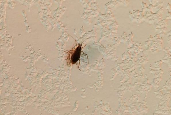 Roach on my wall. It could fly too.