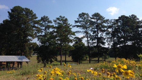 Springtime around the camp