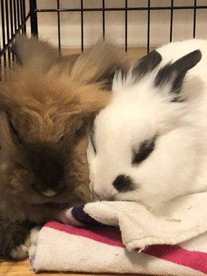 Dandelion and Fiver - who we bonded successfully at BunnyLuv with the help of their bunny pros!