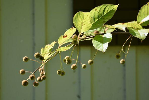 Buttonbush fruits