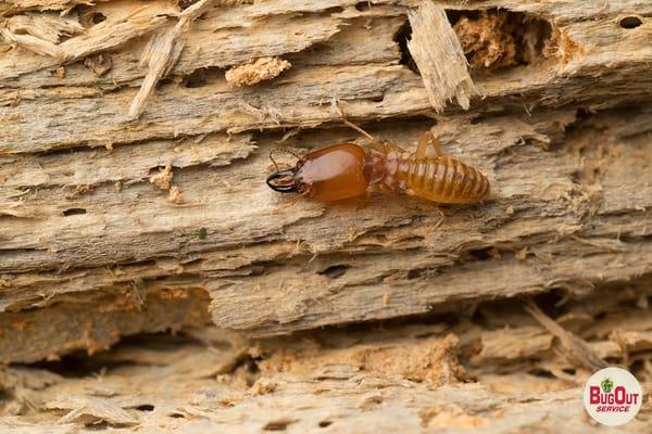 Pensacola Termite Removal