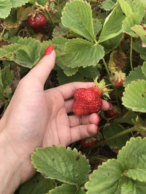 Wyatt's strawberry patch: strawberry