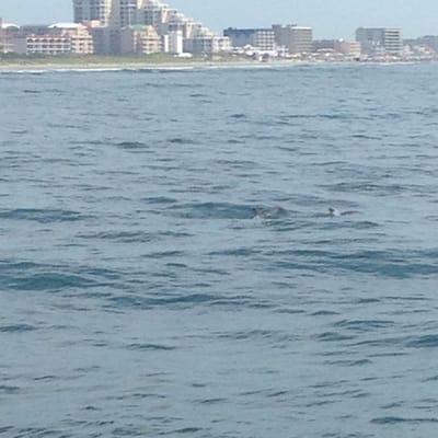 Wildwood crest and some dolphin