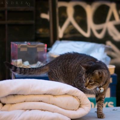 Don Juan inspecting his bedding, making sure it's downy fresh