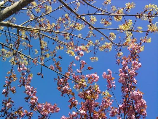 Trees in spring