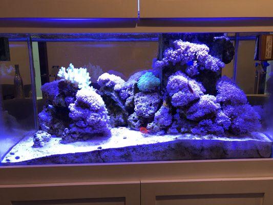 Reef Aquarium by Current Aquatics