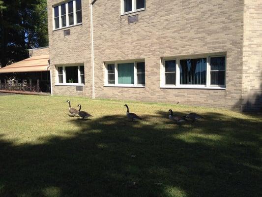 Meet the geese