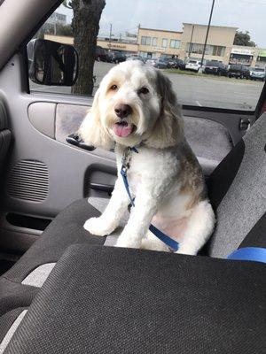 Just Got His Hair Cut...