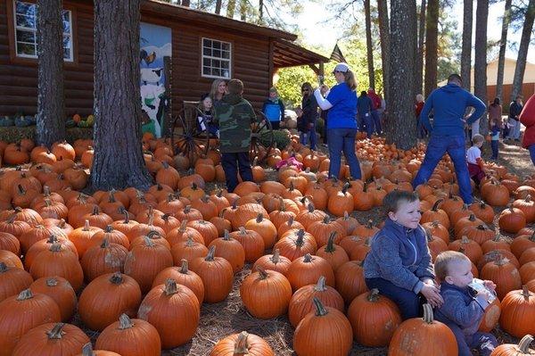 Lots of pumpkins!