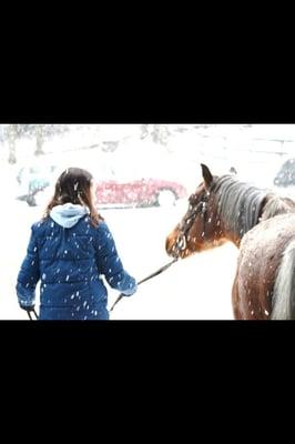 Canterbury Manor Stables & Tack Shoppe