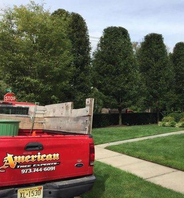 American Tree Experts, Montclair NJ