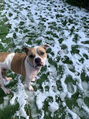 Meet Sully, our sweet boxer mix who is not quite sure how he feels about snow