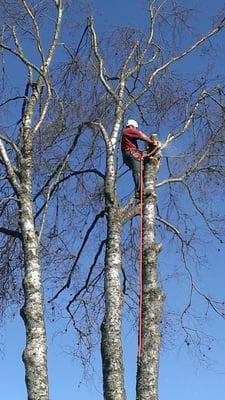 The 1st of 3 birch trees to come down.