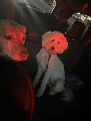 Our babies on the way home from their first visit at Noah's Bark!