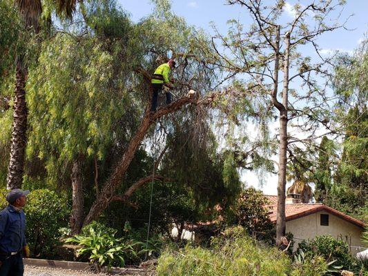 Alameda Landscaping and Tree Service