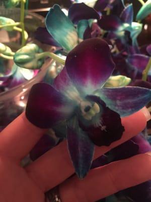 The main flower for our wedding. A blue orchid...