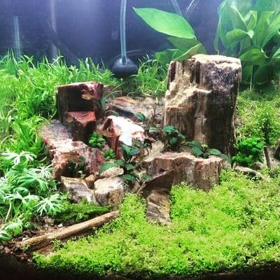 Won 4th Place in the Aquascaping Contest