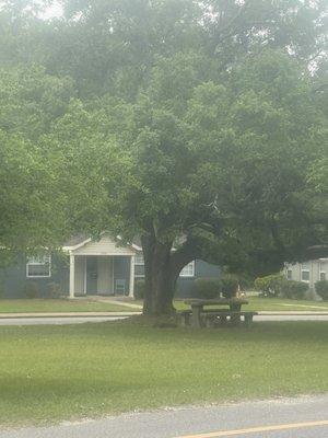 Picnic Tables In The Shade on Island on Florida Street