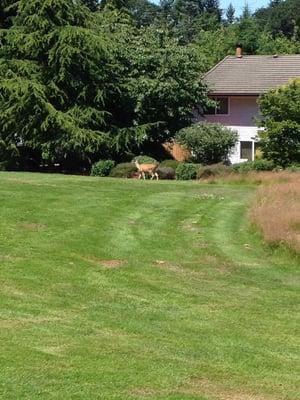 Wildlife on the course :)